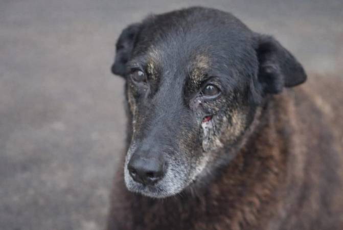 O martírio de Orelha e a crueldade fascista